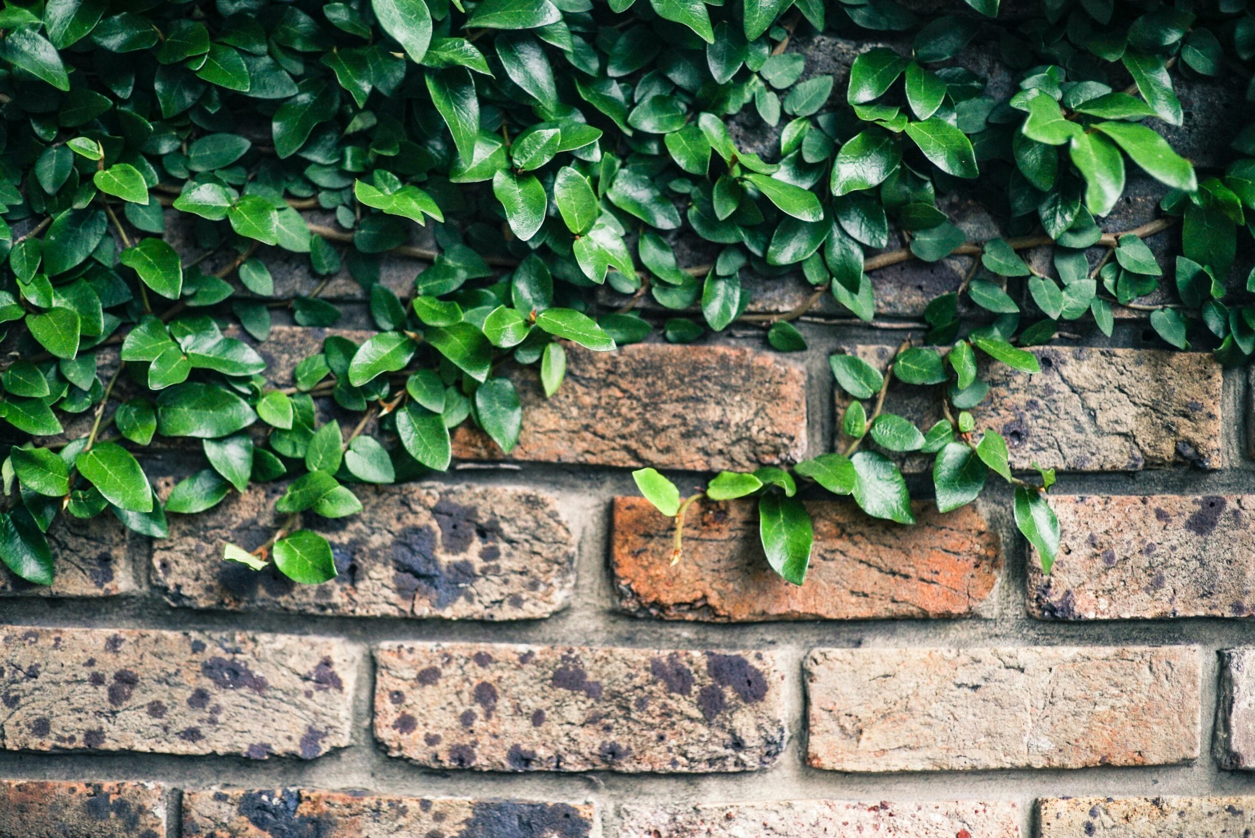 Wie hoch darf eine Gartenmauer sein, ohne Genehmigung?